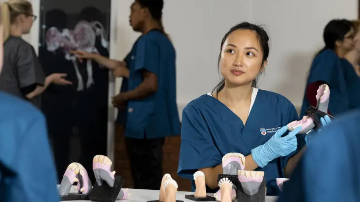 Veterinary Medicine student examining teeth modals