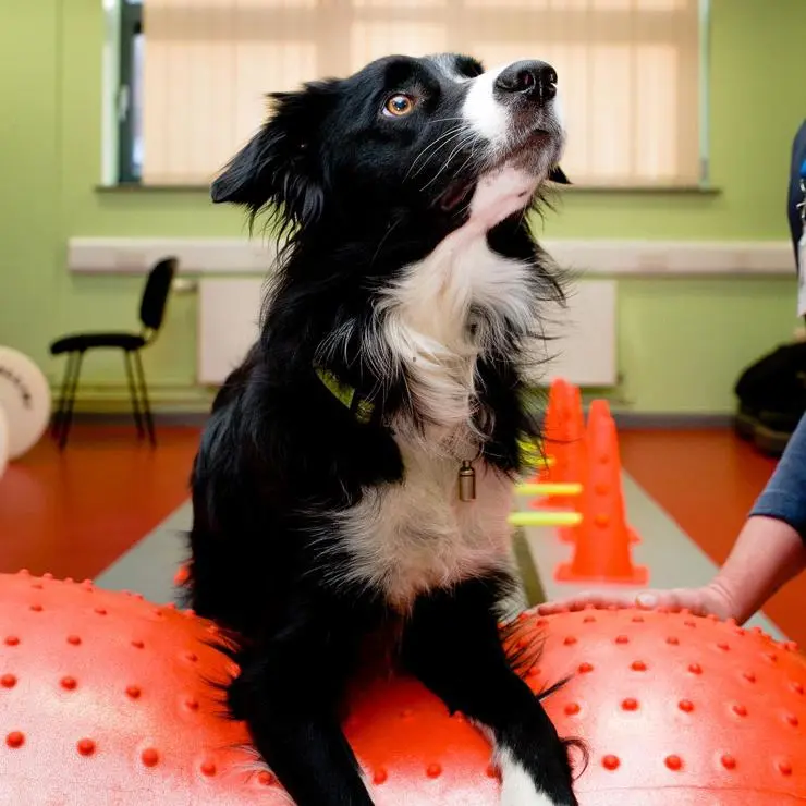 Dog using physiotherapy equipment during an assessment