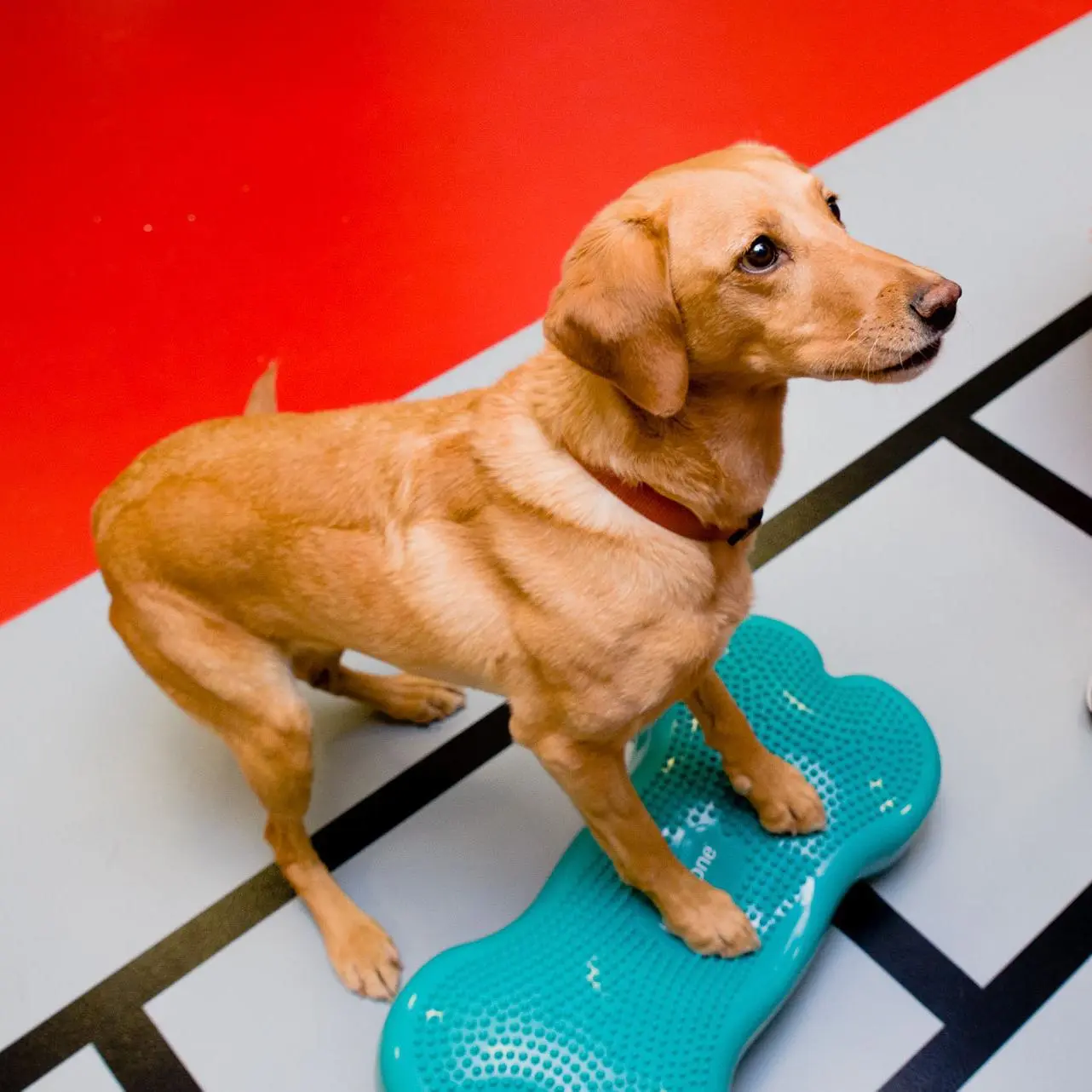 Dog standing on step