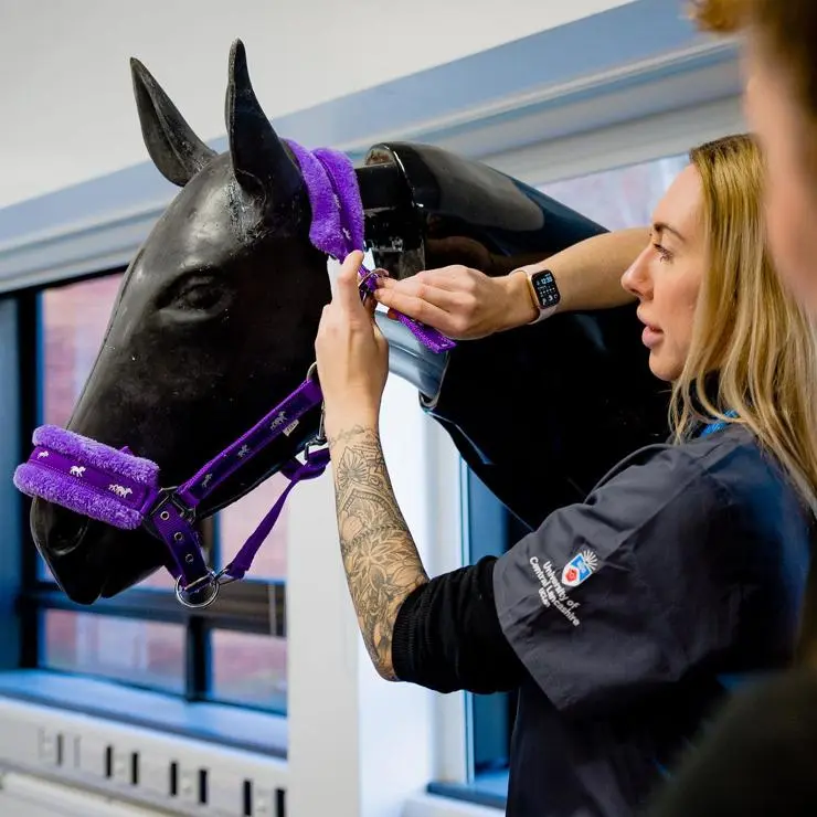 Student with fake horse practising treatment