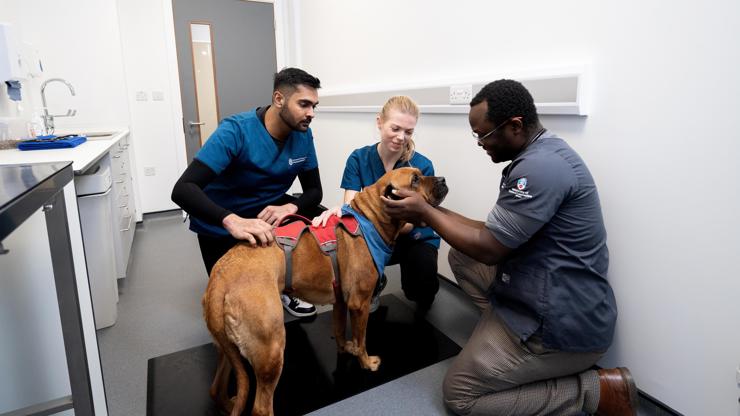 Work with real animals from day one with our temperament tested Canine Teaching Assistants.